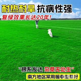 百慕大草种子