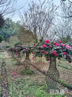 高度150厘米茶梅