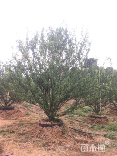 高度300厘米南丰蜜桔