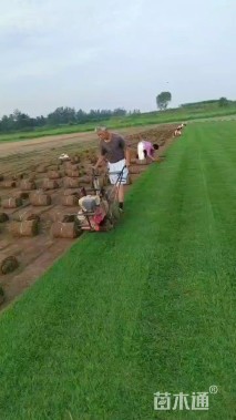 草卷状百慕大草