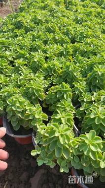 高度5厘米德国景天