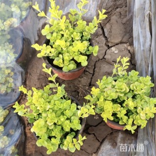 高度35厘米金叶过路黄