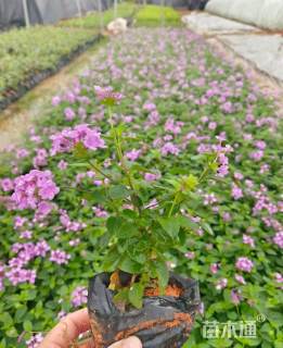 高度30厘米紫花马樱丹