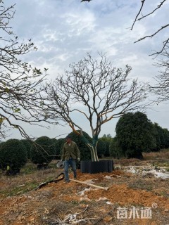 容器苗香橼
