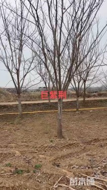 原生苗巨紫荆
