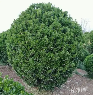 原生苗大叶黄杨