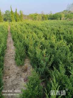高度50厘米蜀桧