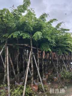 1公分黄花梨