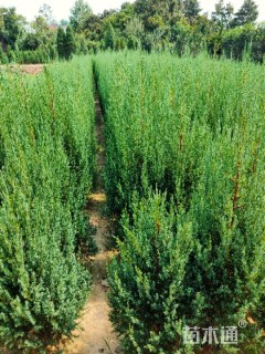 高度100厘米桧柏