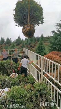 冠幅200厘米红叶石楠球