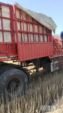 高度40厘米紫穗槐