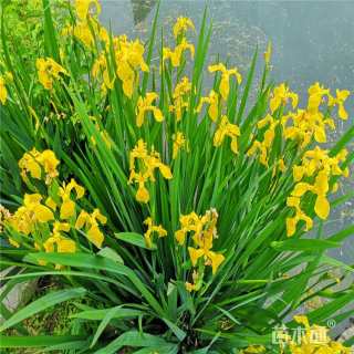 高度25厘米黄菖蒲