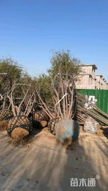 高度650厘米丛生茶条槭