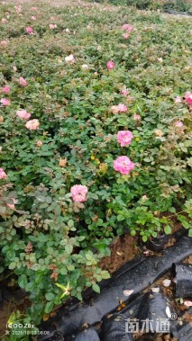 高度50厘米月季小苗