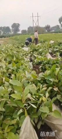 高度70厘米红瑞木