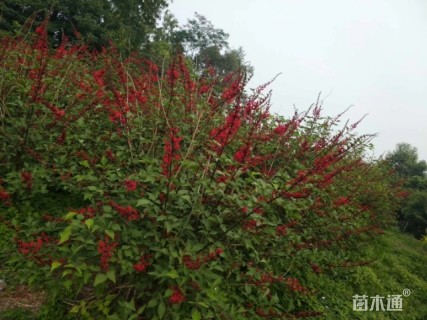 象牙红