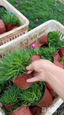 高度15厘米欧石竹