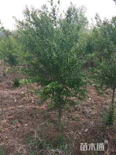 高度600厘米石榴