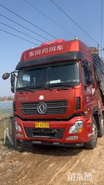 高度50厘米小盼草