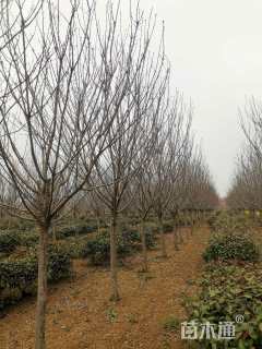 10公分日本晚樱