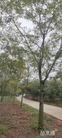 25公分朴树