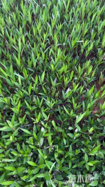 高度30厘米翠芦莉