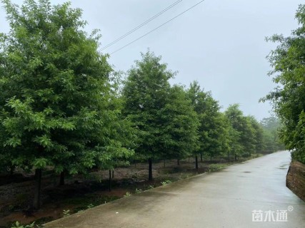 15公分北美红栎