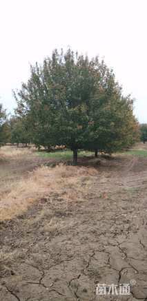 20公分绚丽海棠