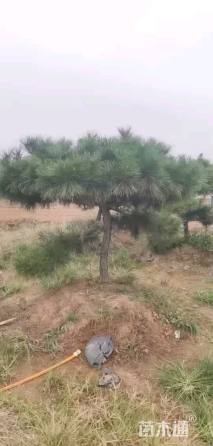 12公分造型黑松