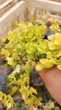 高度12厘米过路黄