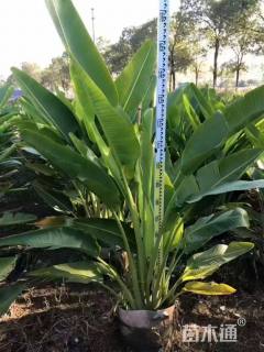 高度100厘米旅人蕉