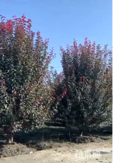 高度400厘米丛生紫叶李