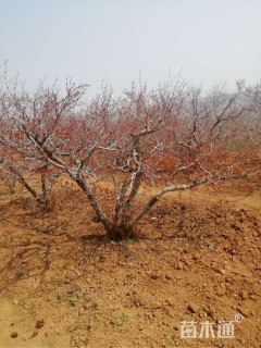 高度250厘米石榴