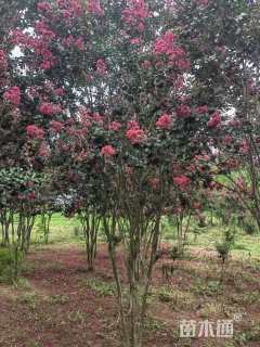 高度350厘米丛生紫薇