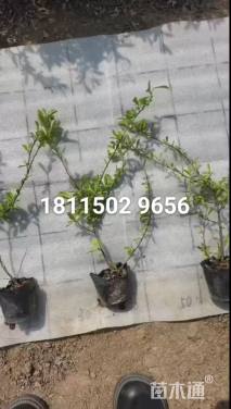 高度35厘米火棘