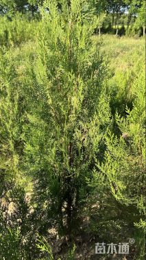 高度137厘米侧柏