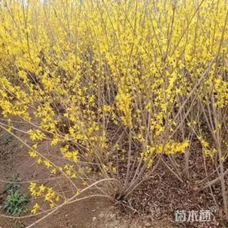 高度80厘米连翘小苗