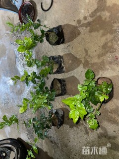 高度30厘米虎头茉莉