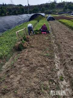 高度25厘米杜鹃