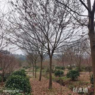 14公分榉树