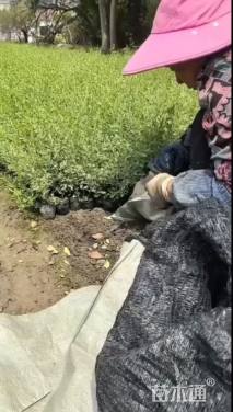 高度40厘米银姬小蜡