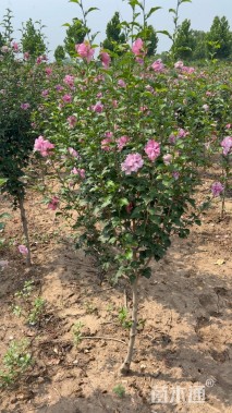 高度200厘米红花木槿
