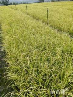 高度20厘米金叶菖蒲