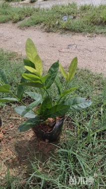 高度25厘米龙船花