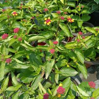 高度8厘米福禄考