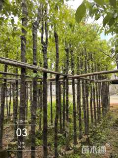 6公分香樟
