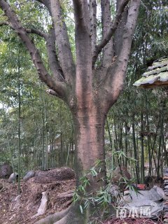 降龙树