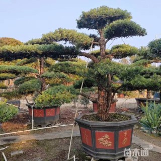 9公分罗汉松