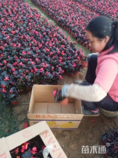 高度15厘米四季海棠