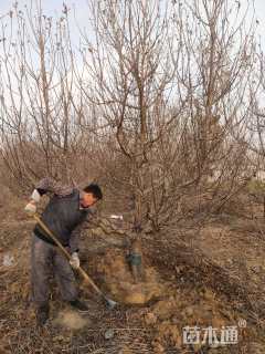 18公分八棱海棠